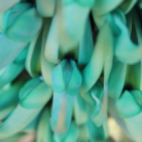 Jade vine 8 by Suzanne Hosang